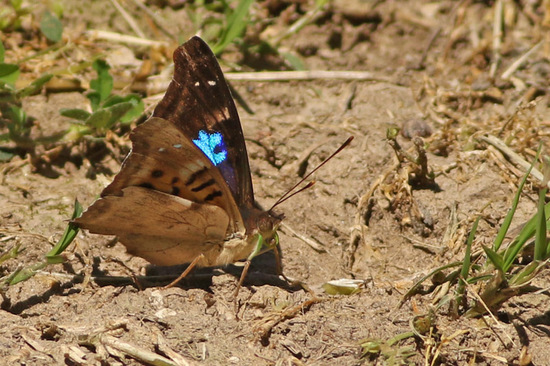Laurentia Emperor
