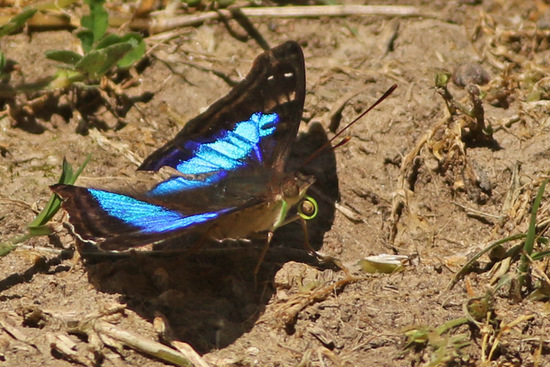 Laurentia Emperor