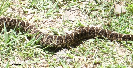 Yarará grande