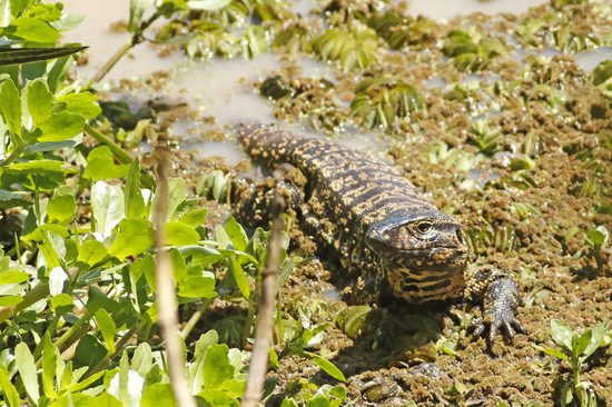 Lagarto overo