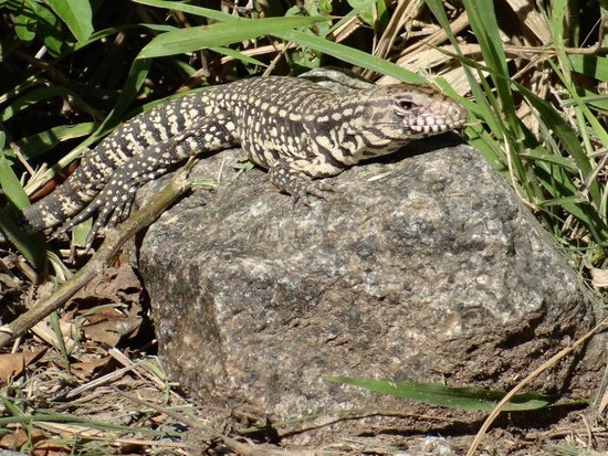 Lagarto overo