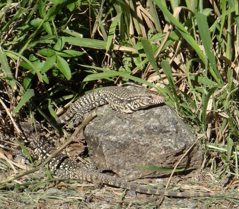 Lagarto overo