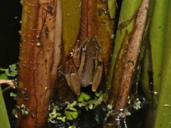 Ranita hocicuda rayada