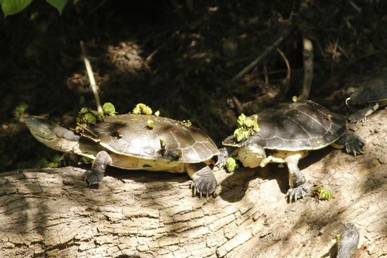 Tortuga de laguna