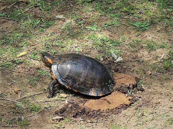 Tortuga pintada