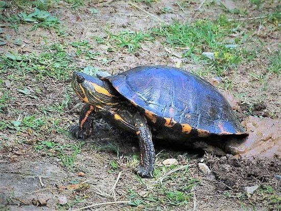 Tortuga pintada