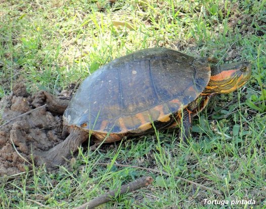 Tortuga pintada