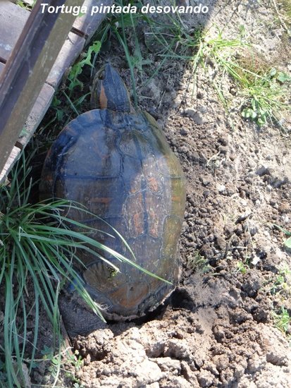 Tortuga pintada