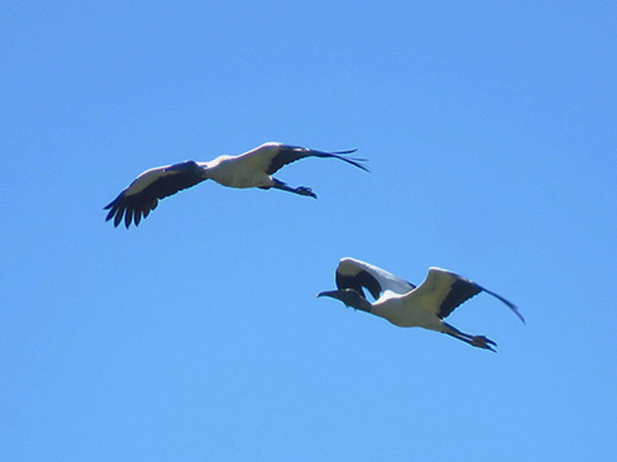 Tuyuyú/Wood Stork