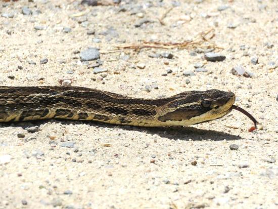Urutu pit viper
