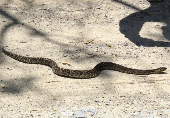 Urutu pit viper