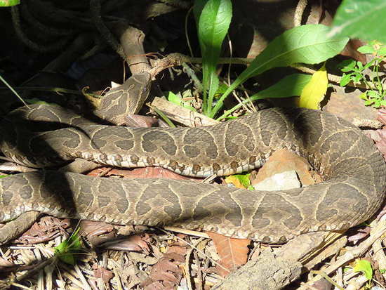 Urutu pit viper