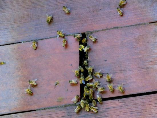 European honey bee