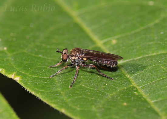 Mosca cazadora