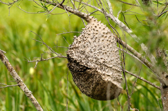 Camuati Wasp