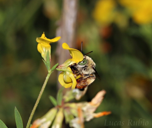 Abeja solitaria