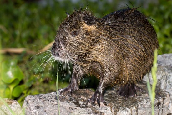Coypu