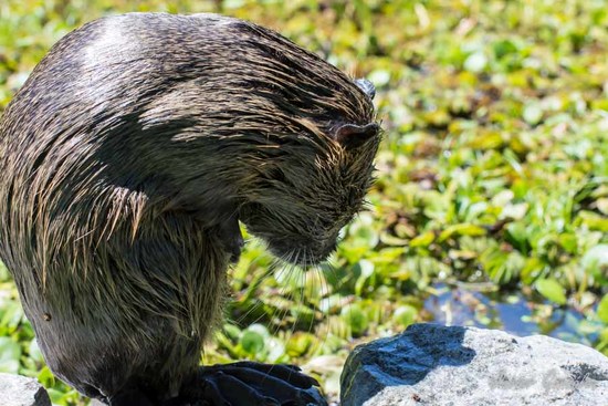 Coypu