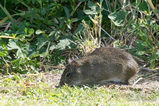 Pampas cavy