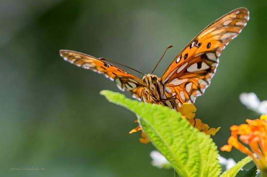 Gulf fritillary