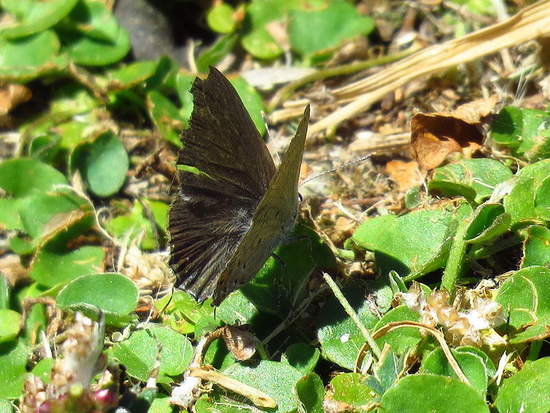 Eurytulus scrub-hairstreak