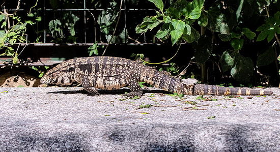 Black-and-white tegu lizard