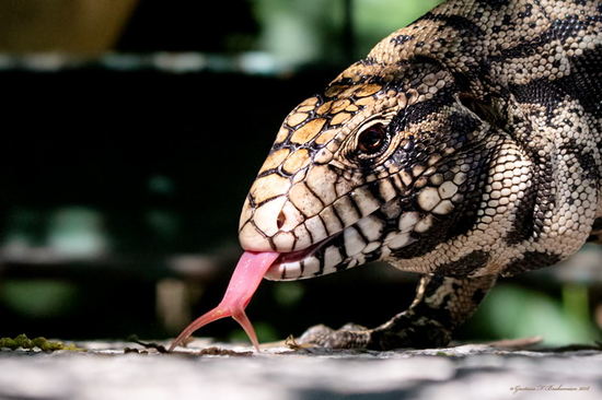 Black-and-white tegu lizard