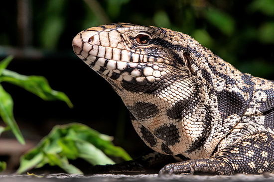 Black-and-white tegu lizard