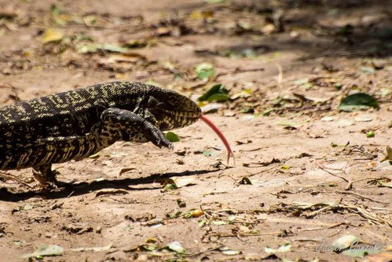 Black-and-white tegu lizard