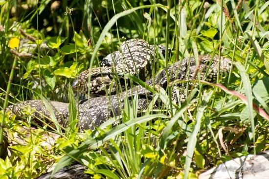 Black-and-white tegu lizard