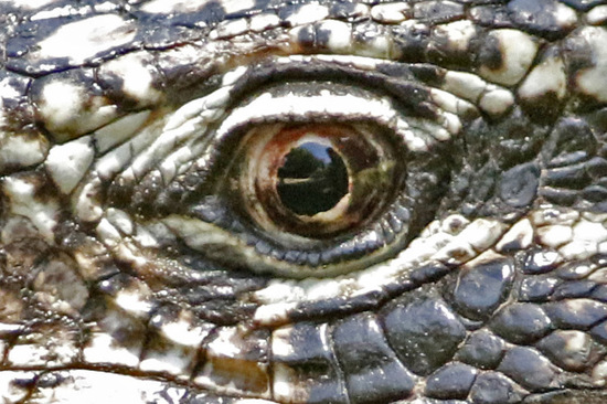 Black-and-white tegu lizard