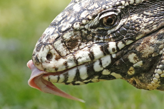 Black-and-white tegu lizard