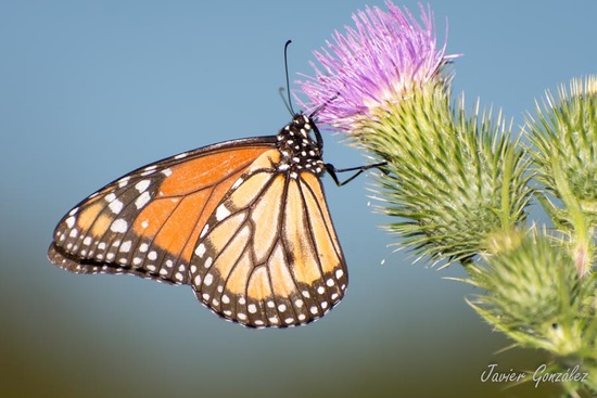 Southern Monarch