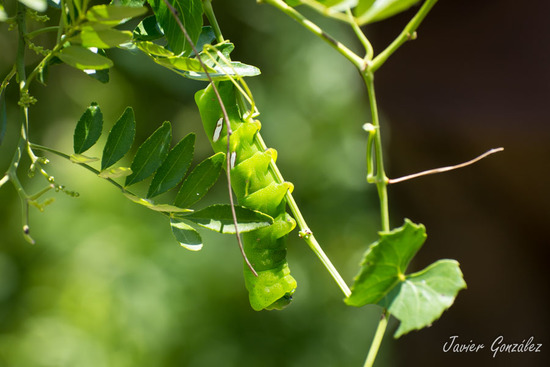 Sphinx moth