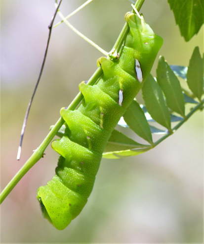 Sphinx moth