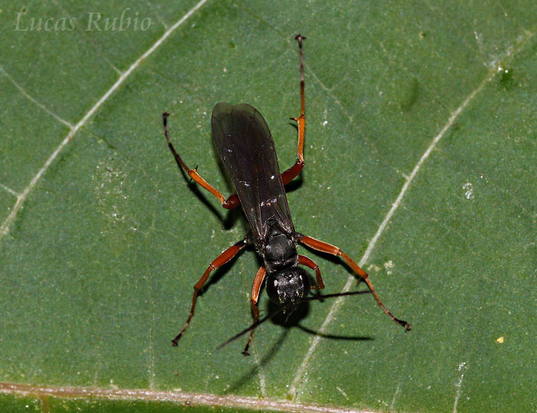 Avispa cazadora de arañas