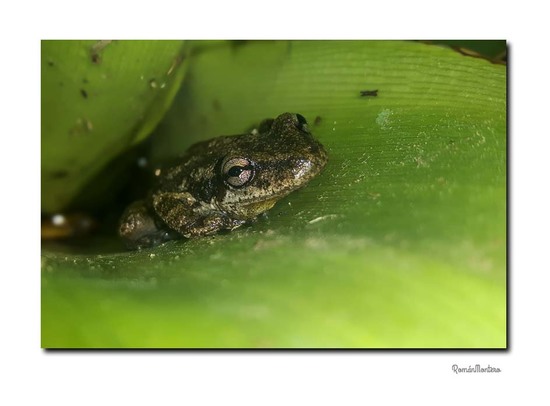 Ranita hocicuda chica