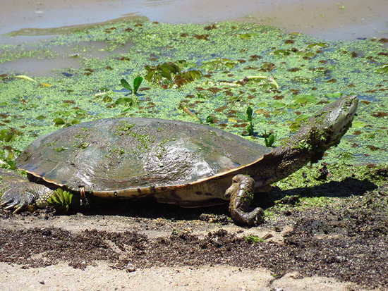 Side-necked turtle