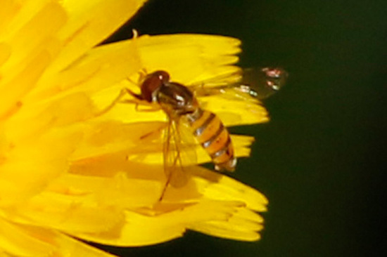 Mosca de las flores