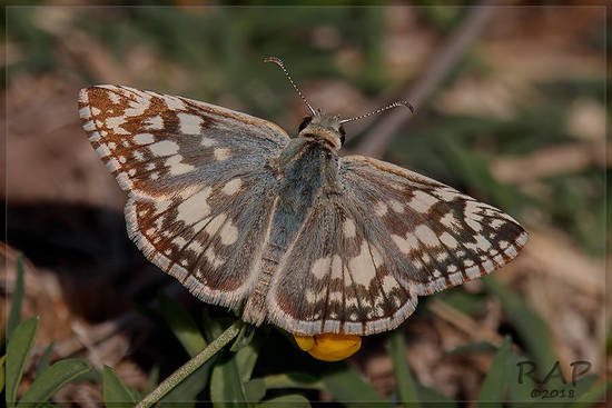 American white skipper