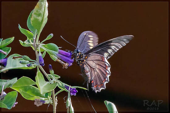 Polydamas swallowtail