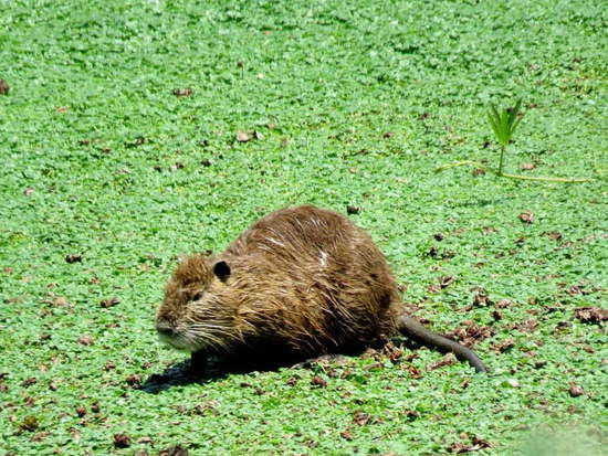 Coypu