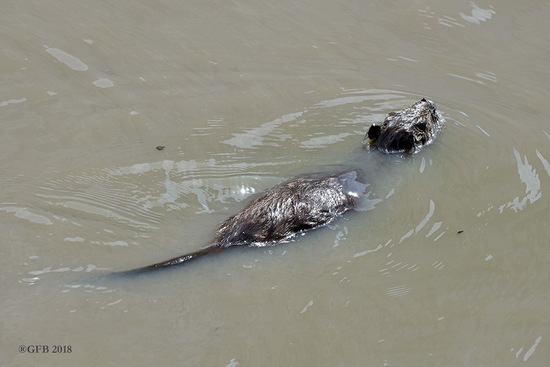 Coypu