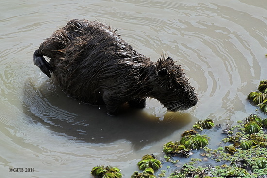 Coypu