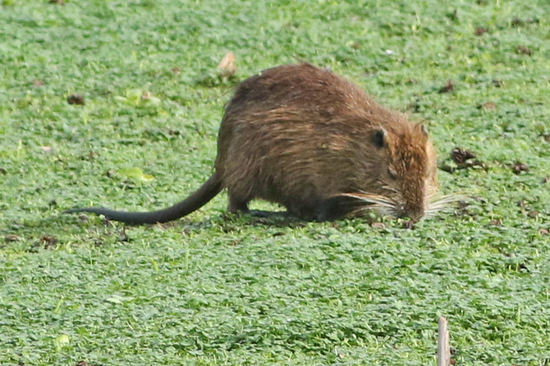 Coypu