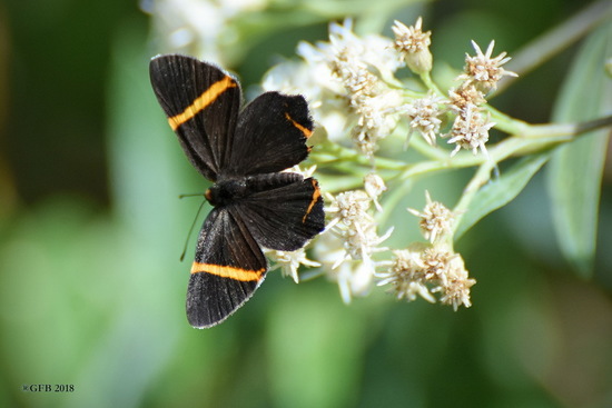 Lyssipoides metalmark