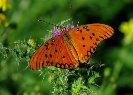 Gulf fritillary