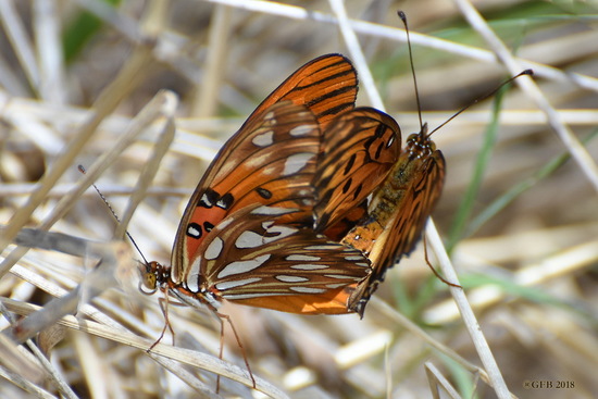 Espejitos