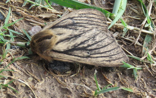 Silkmoth