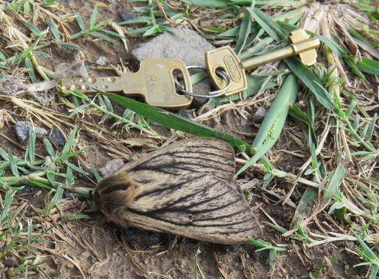 Silkmoth